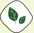 verdes.webp
