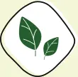 verdes.webp